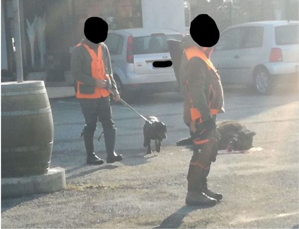 Cinghiale investito sabato sulla Provinciale 589 al Bivio di Roletto Cinghiale investito sabato sulla Provinciale 589 al Bivio di Roletto