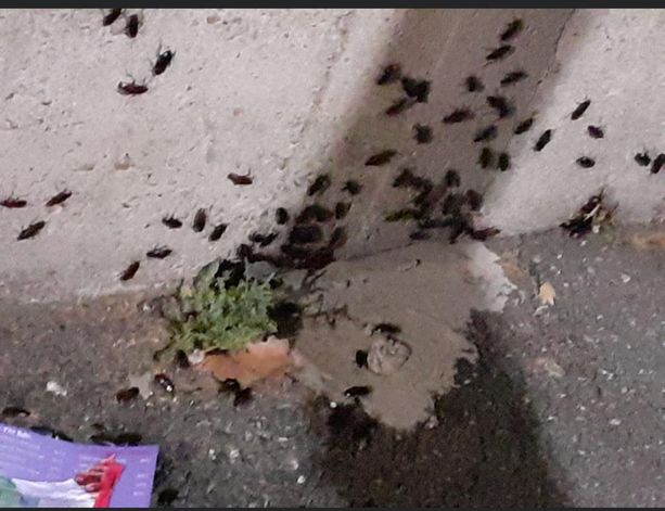 Insolita proliferazione di scarafaggi ad Asti (?). L'ironia dei social e la richiesta di disinfestazione