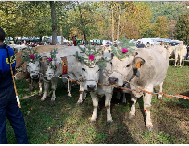 Villar Pellice festeggia l’autunno tra la morra e la mostra zootecnica Villar Pellice festeggia l’autunno tra la morra e la mostra zootecnica