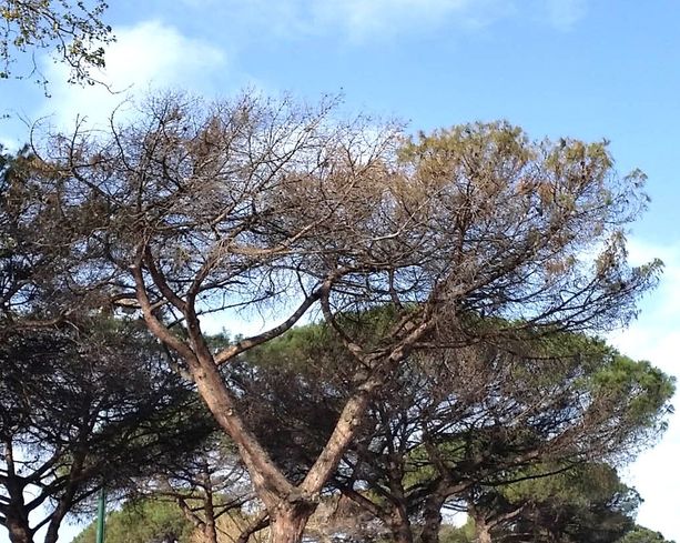 Sanremo: non basta il 'Punteruolo rosso' contro le palme, ora a rischio sono anche i pini marittimi