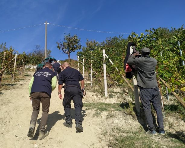 Caporali nei vigneti, se il fenomeno diventa piaga. La Prefettura pensa a un protocollo come quello del Saluzzese