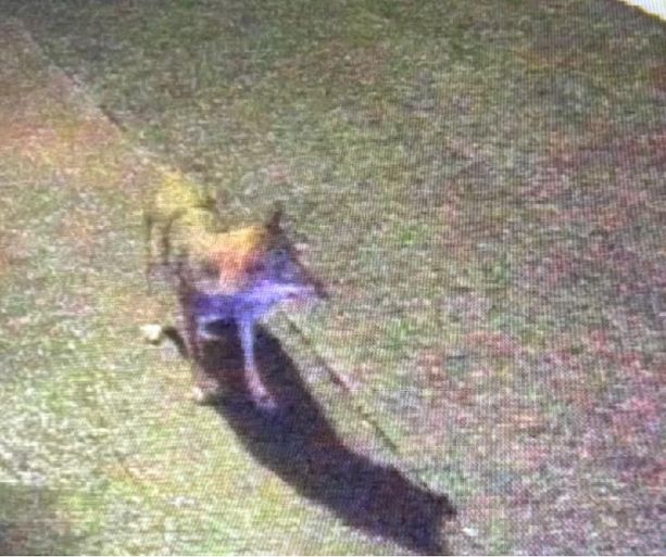 Lupi sì, ma senza favole: escalation di segnalazioni da Crevari a Vesima, da Pra' a Pegli Lupi sì, ma senza favole: escalation di segnalazioni da Crevari a Vesima, da Pra' a Pegli
