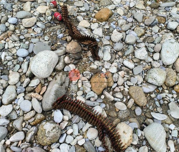 Trova due bombe, ma non lo sa e le porta a Cuneo. "Ho agito per senso civico. In quanti le avrebbero riconosciute?" Trova due bombe, ma non lo sa e le porta a Cuneo. "Ho agito per senso civico. In quanti le avrebbero riconosciute?"