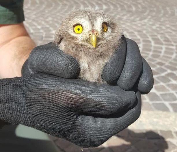 Asti, soccorsa e salvata dai Vigili del Fuoco una civetta ferita