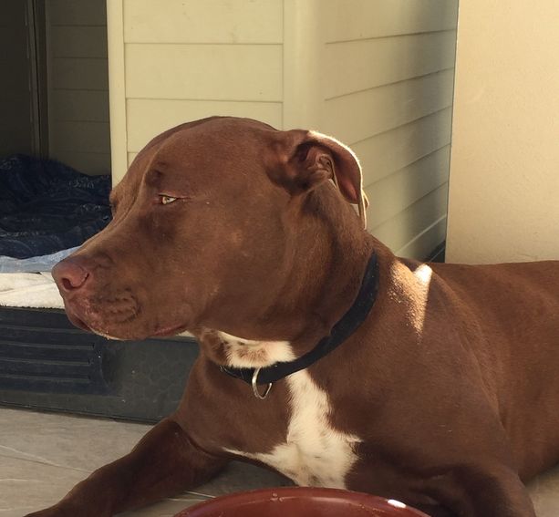 Bambina di tre anni morsa alla testa dal pitbull di famiglia Bambina di tre anni morsa alla testa dal pitbull di famiglia