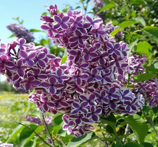 Scalenghe si fa bella raccogliendo i rifiuti e piantando i fiori Scalenghe si fa bella raccogliendo i rifiuti e piantando i fiori