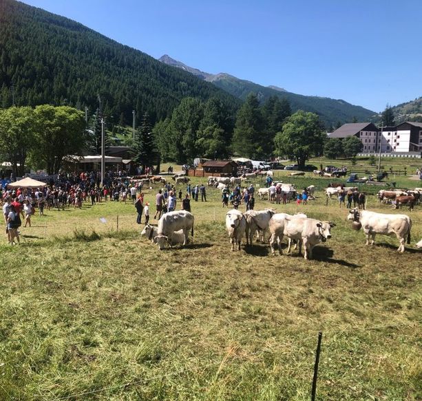 Pragelato ha una nuova miss: oltre alla mucca anche la manza