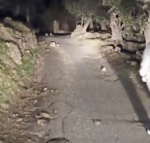 Imperia, pericolo in strada Ciosa. Crolla tutto: pezzi di muro a secco piombano sulla carreggiata Imperia, pericolo in strada Ciosa. Crolla tutto: pezzi di muro a secco piombano sulla carreggiata