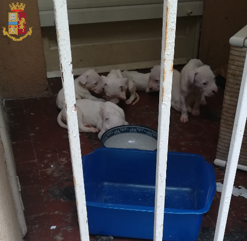 Chiusi sul balcone, sopravvivevano da giorni senza cibo né acqua: 10 cani salvati dalla polizia