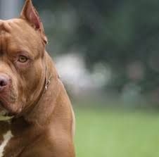 Discussione degenera in rissa. E un 16enne viene azzannato al volto da un pitbull Discussione degenera in rissa. E un 16enne viene azzannato al volto da un pitbull