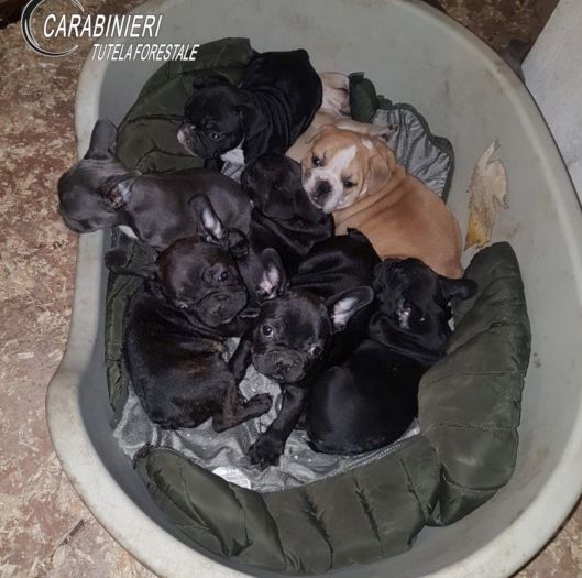 Coppia di Bra nei guai per traffico illegale di cuccioli: li importavano dall’Est-Europa falsificandone i documenti