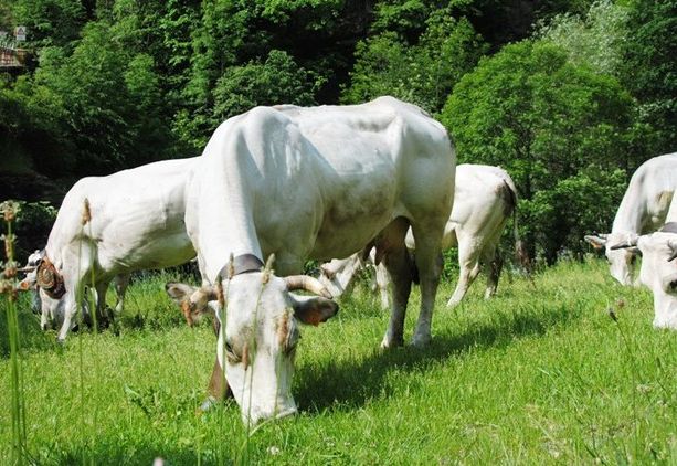 Scoperta truffa europea dei pascoli per 400.000 euro nel Parco dell’Alta Murgia