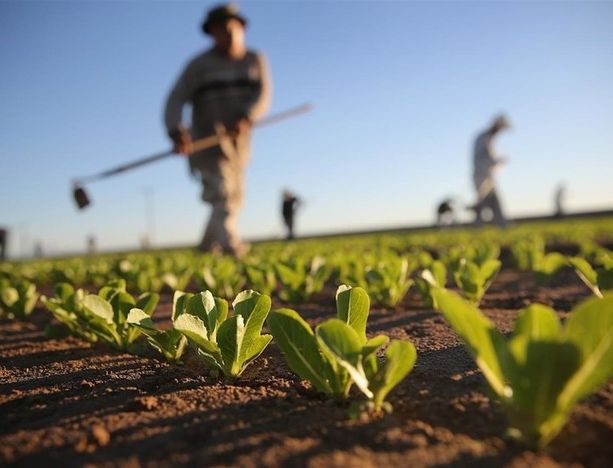 L’agricoltura biologica è diventata uno dei punti di forza della Puglia