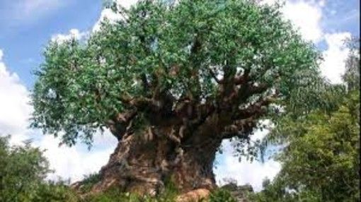 Sono quasi 4.300 gli alberi monumentali italiani con i 320 nuovi ingressi di quest’anno