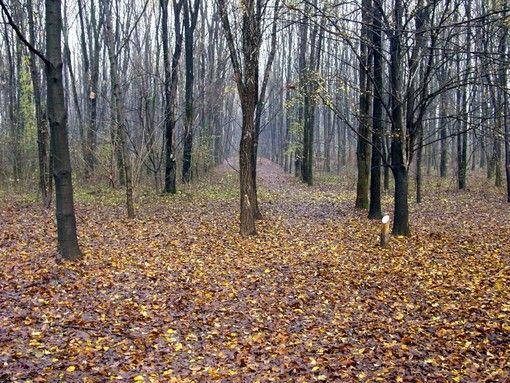 Il progetto ‘Boschi’ nel cuore della missione ‘Make Italy green’ per avere più alberi e meno CO2