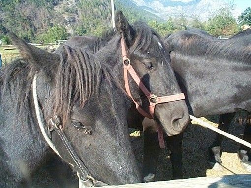 La Federazione italiana sport equestri scende in campo col progetto ‘Io sento con il cavallo’
