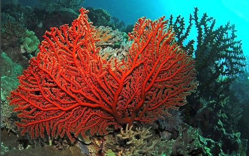 Dimostrata l’efficacia della curcumina per salvare i coralli dai cambiamenti climatici
