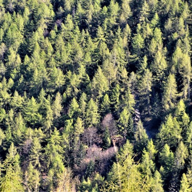 Il ruolo centrale delle foreste nella tutela del clima al centro di una conferenza internazionale organizzata dai carabinieri