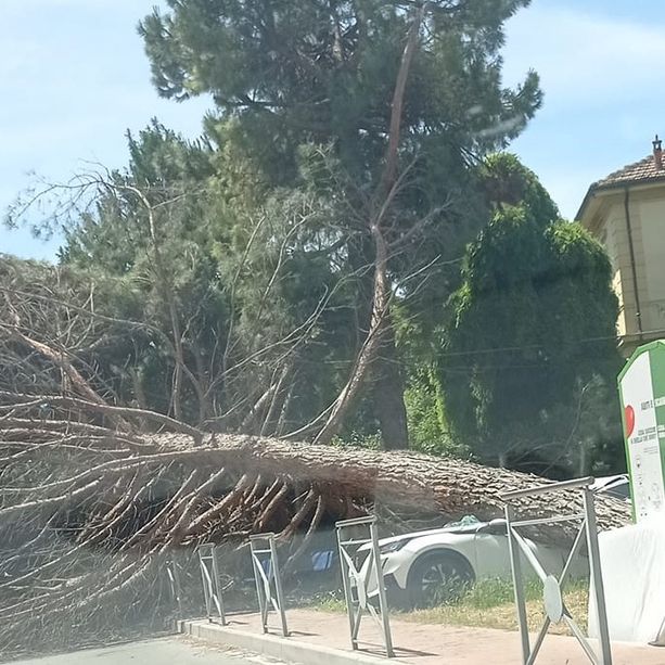 Paura a Nizza: un albero di alto fusto si abbatte su un'auto parcheggiata