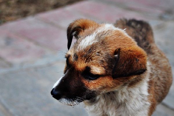 Cucciolo di cane abbandonato su un terrazzo sotto il sole: intervengono i vigili del fuoco e la polizia locale di Asti