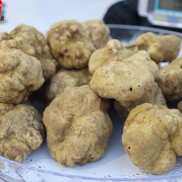Il tartufo non delude: folla e sole per la fiera nazionale del tartufo e i &quot;Gioielli del territorio&quot; [FOTOGALLEY]