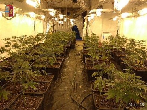 47 chili di marijuana e 225 piantine in una cascina di Canelli: espulso dall'Italia il giovane &quot;coltivatore&quot; albanese