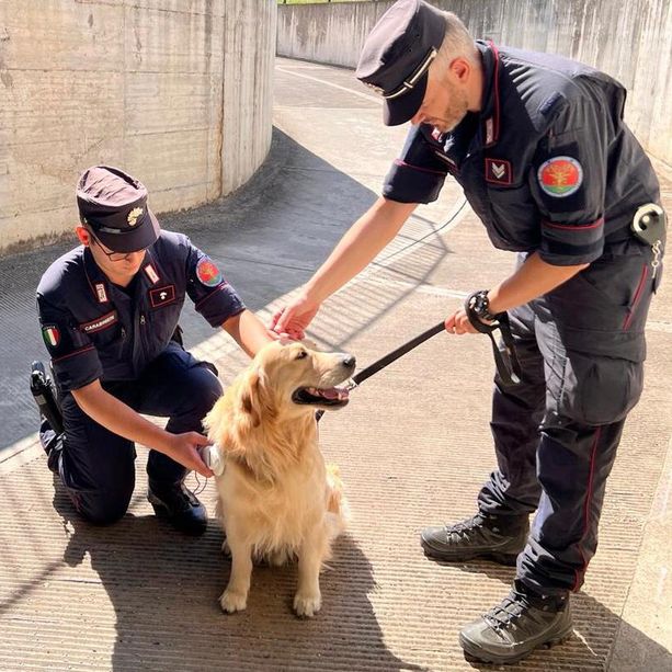 Contro l'abbandono degli animali domestici arrivano i controlli di carabinieri e forestali