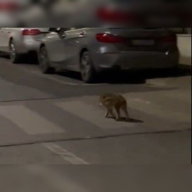 Curiosità ad Asti per un cucciolo di cinghiale in corso Dante nel pomeriggio di ieri [VIDEO]