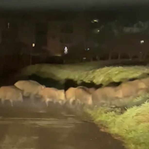 Nuovi incidenti stradali a causa di cinghiali, l'ultimo segnalato in autostrada