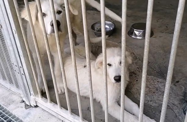 Due splendidi cuccioloni 'scaricati' come spazzatura di fronte al canile di Asti