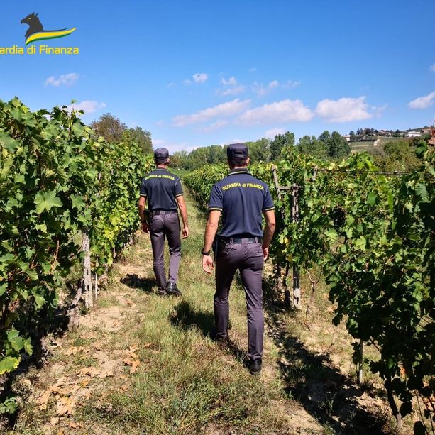 Guardia di Finanza scopre 14 lavoratori in nero nei vigneti dell'Astigiano