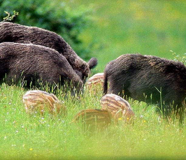 Danni in agricoltura da fauna selvatica: nel 2020 oltre 5mila segnalazioni in Piemonte