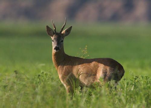 Nizza Monferrato, auto distrutta dopo l’impatto con un capriolo