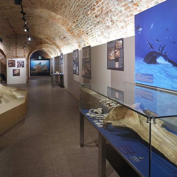 Quale futuro per il Museo Paleontologico e per la cultura astigiana?