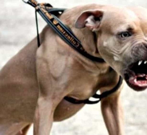 Ha perso un piede l'agente di polizia penitenziaria azzannnato da un pitbull in carcere ad Asti