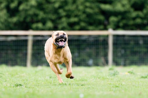 Operato al Cto di Torino, l'agente dilaniato dai morsi di un pitbull nel carcere di Asti