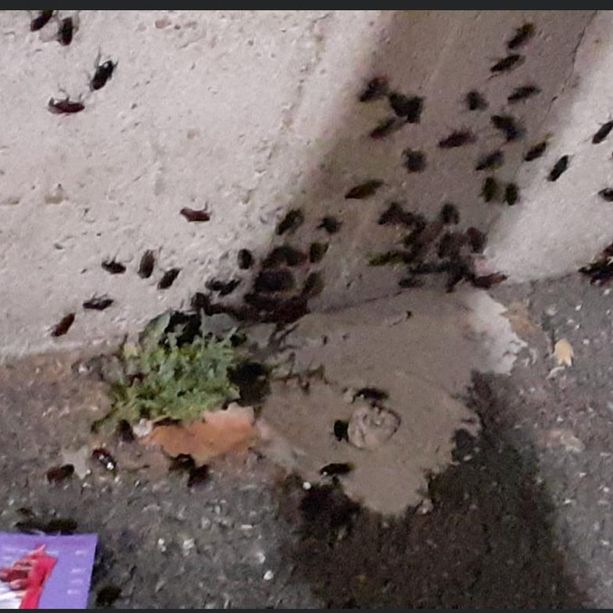 Insolita proliferazione di scarafaggi ad Asti (?). L'ironia dei social e la richiesta di disinfestazione