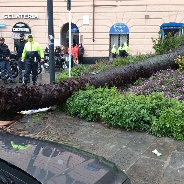Donna uccisa dal crollo di una palma, aperto un fascicolo per omicidio colposo a carico di ignoti