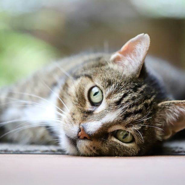 Due abbandoni di animali in poche ore e una denuncia. L'appello ad adozioni consapevoli