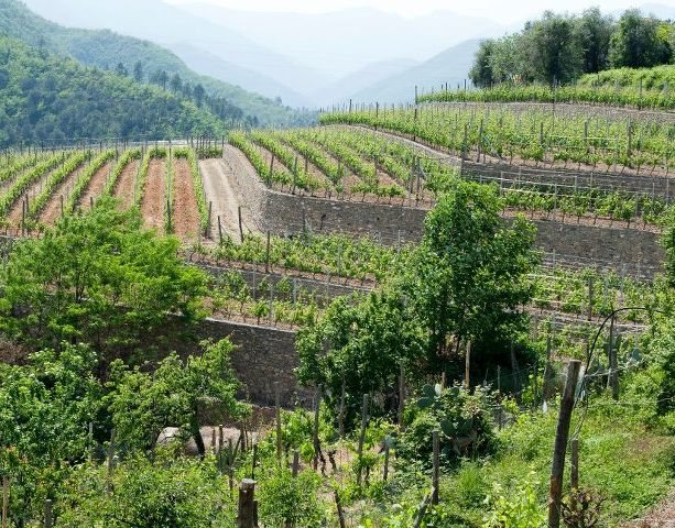 Aperte per chi? Se lo chiedono le aziende agricole e agrituristiche liguri dopo gli investimenti per la sicurezza e la salute