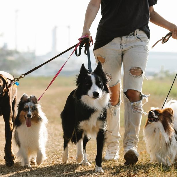 Il consigliere di maggioranza Bertorello contro le multe per chi lascia i cani senza guinzaglio “A villa Gambaro non ci sono delinquenti”
