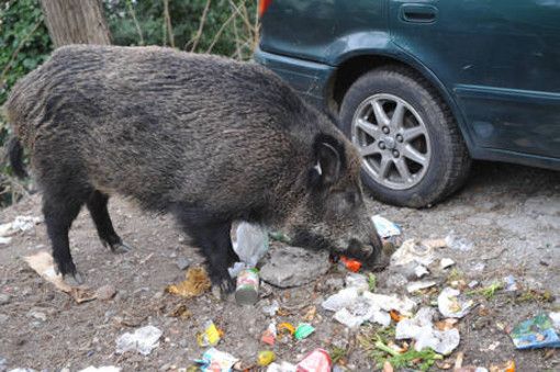 Cinghiale sbuca all'improvviso in mezzo alla strada, motociclista 35enne lo centra in pieno