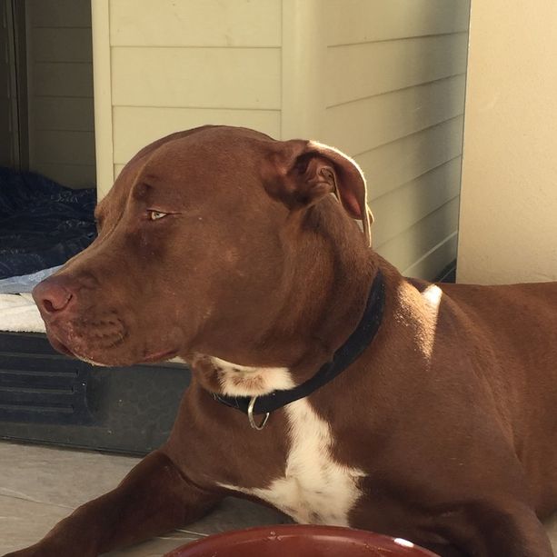 Bambina di tre anni morsa alla testa dal pitbull di famiglia