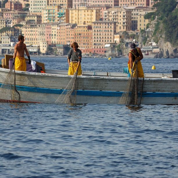 Mare più caldo, così sono cambiati i pesci nel bacino della Liguria