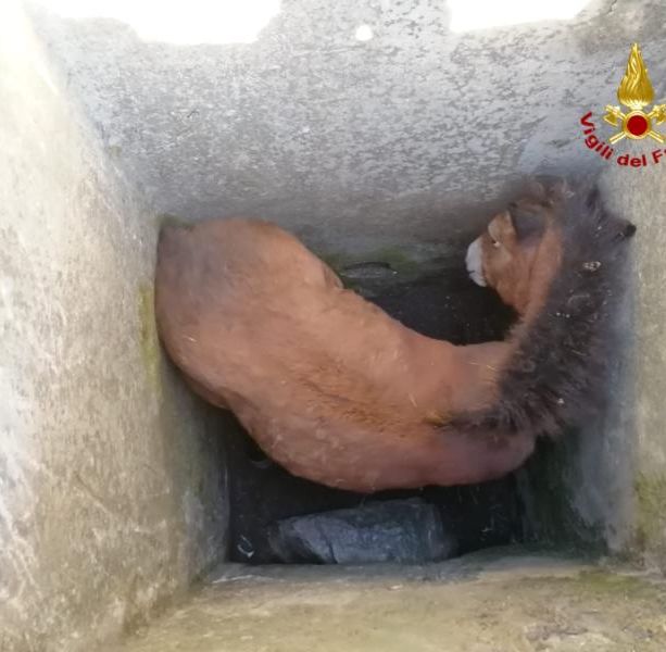 Vigili del fuoco salvano un puledro caduto in un pozzetto sul monte Fasce