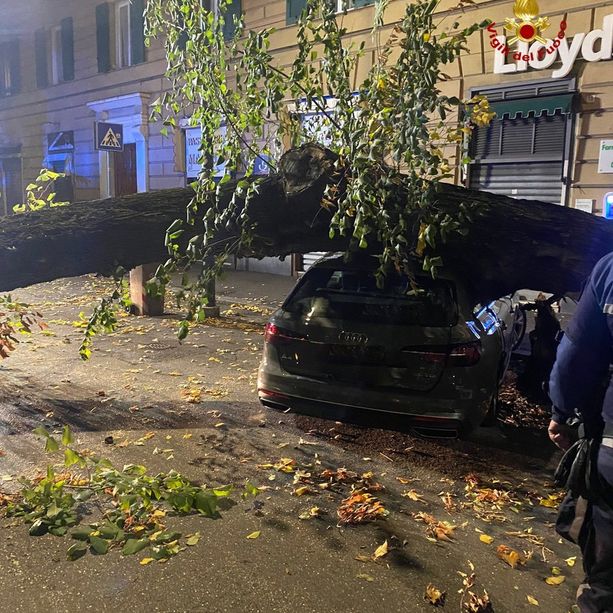 Crollo di un albero in corso Magenta, Avvenente: &quot;Il verde pubblico è costantemente monitorato&quot;