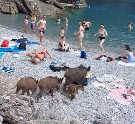 Sono stati abbattuti i cinghiali che si erano avventurati nella spiaggia di San Fruttuoso di Camogli