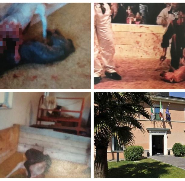 Inchiesta della procura di Imperia sui combattimenti tra cani, tra gli indagati anche un genovese