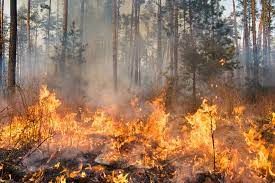 Il grado di pericolo di incendi boschivi nel Cantone attualmente è passato da marcato a forte