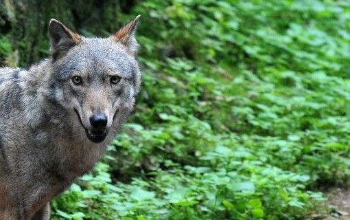 Lupi abbattuti nel Canton Grigioni